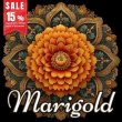 画像1: Marigold（マリーゴールド） (1)
