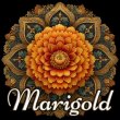 画像1: Marigold（マリーゴールド） (1)
