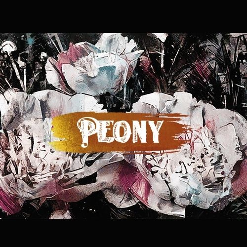 Peony - 薔薇のシッポ
